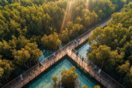 Công viên rừng ngập mặn Wonder Mangrove 800ha tại Quảng Ninh: 'Amazon thu nhỏ' quy mô thế giới