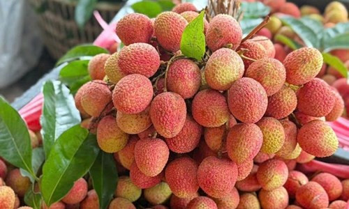 Vải thiều mất mùa năm 2026: Sản lượng giảm 50%, giá bán lập đỉnh 210.000 đồng/kg