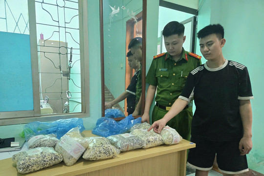 Quảng Ninh: Thu giữ gần 2 tấn giá đỗ chứa hóa chất cấm 6-benzylaminopurine