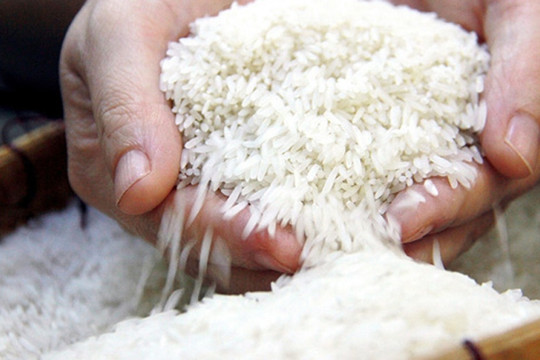 Giá gạo hôm nay 5/5/2026: Thị trường lúa Đồng bằng sông Cửu Long giữ ổn định