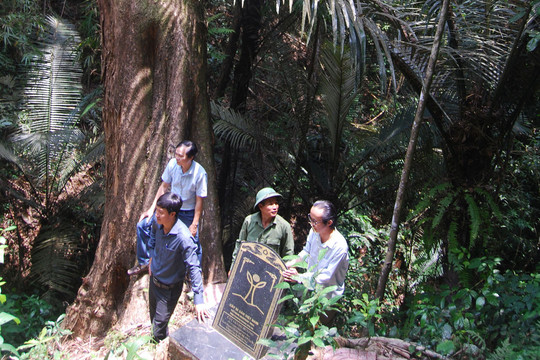Lam Dong Carbon Credit Potential - the “Green Gold Mine”
