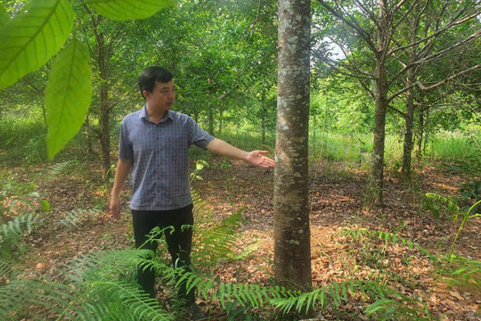 “Vá màu xanh” cho đại ngàn Nâm Nung