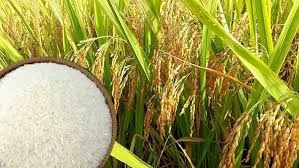 Giá lúa gạo ngày 5/4/2026: Thị trường ổn định, lúa tươi cao nhất 6.100 đồng/kg