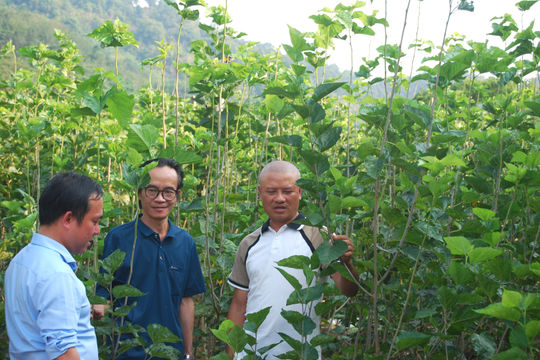 Kiến tạo “lá phổi xanh” dâu tằm