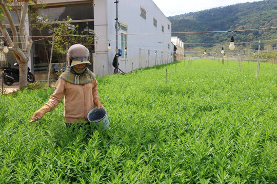 Chủ động thích ứng khi giá vật tư nông nghiệp tăng cao