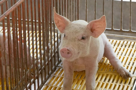 Giá heo hơi hôm nay 8/5: Miền Bắc và miền Trung tăng giá, cao nhất 70.000 đồng/kg