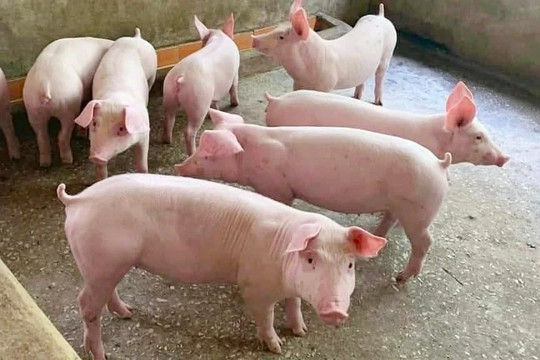 Giá heo hơi hôm nay 8/5: Miền Bắc và miền Trung tăng giá, Đồng Nai chạm mốc 70.000 đồng/kg