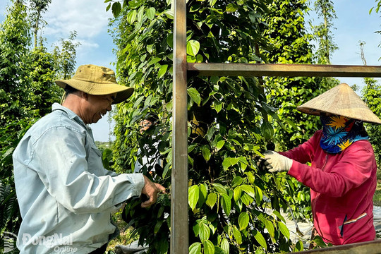 Giá tiêu hôm nay 8/5/2026: Đồng loạt đi ngang ở trong và ngoài nước