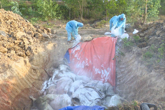 “Khoanh vùng, dập dịch” tả lợn châu Phi