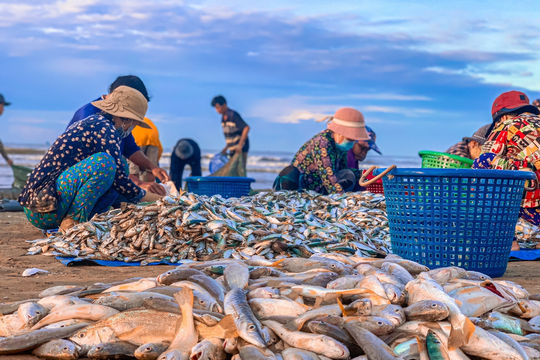 Những loài cá “vang bóng” vùng biển xưa