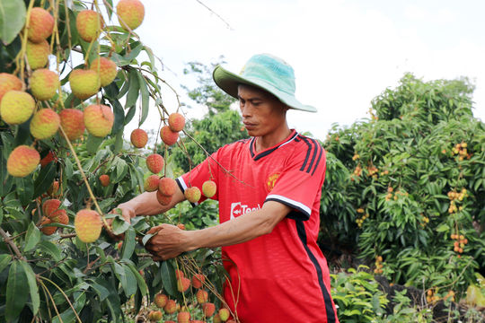 Đánh thức tiềm năng nông nghiệp trên vùng đất núi lửa phía Tây Lâm Đồng