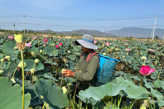 Ðông Nam Lâm Ðồng rộ thu hoạch sen chính vụ