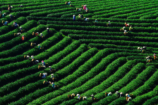 Tea and Changing Consumer Preferences