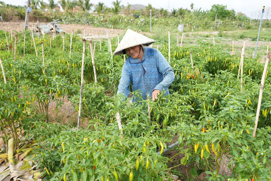 Phụ nữ vùng thanh long linh hoạt chuyển đổi cây trồng