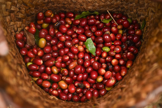 Giá cà phê hôm nay 15/5/2026: giá nội địa mất mốc 88.000 đồng/kg