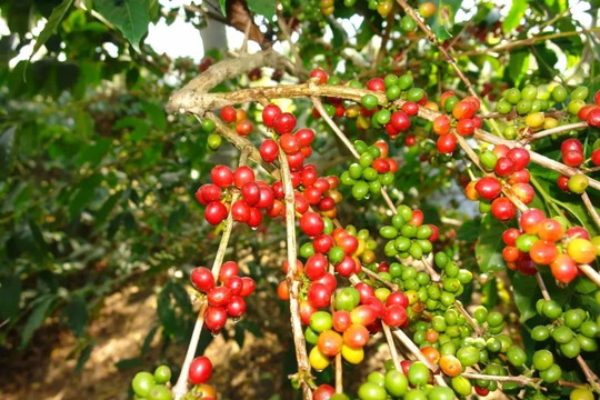Giá tiêu hôm nay 15/5/2026: Nội địa giữ vững nền giá cao, kỳ vọng bứt phá cuối năm