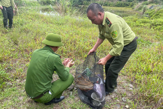 Quảng Ninh xử lý nghiêm hành vi săn bắt chim hoang dã trái phép