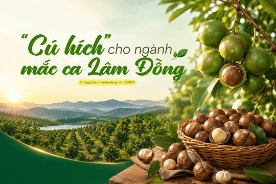 “Cú hích” cho ngành mắc ca Lâm Đồng