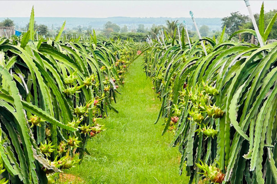Lâm Đồng ngăn hàng giả, bảo vệ sức khỏe cộng đồng, giữ gìn uy tín nông sản