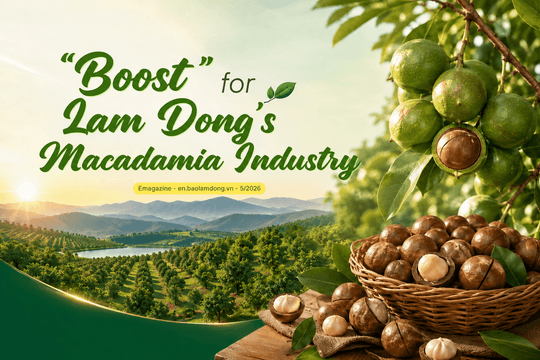 “Boost” for Lam Dong’s Macadamia Industry
