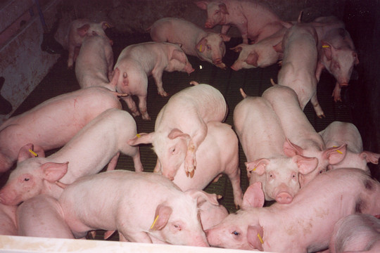 Giá heo hơi hôm nay 19/5: Miền Nam giảm nhẹ, cao nhất đạt 70.000 đồng/kg
