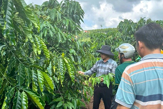 Hữu cơ hóa cánh đồng cà phê xuất khẩu