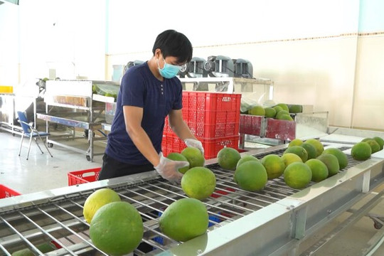 Xuất khẩu bưởi sang Trung Quốc: Kỳ vọng trở thành mặt hàng tỷ USD nhờ Nghị định thư mới