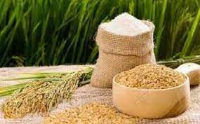 Giá gạo nguyên liệu ngày 19/5 tăng 100 đồng/kg, thị trường lúa Hè Thu sớm trầm lắng