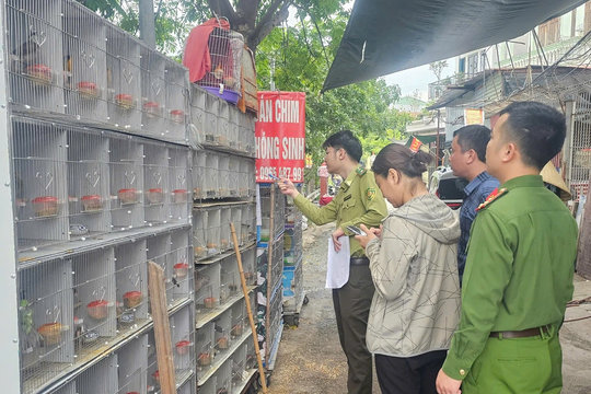 Hải Phòng phát hiện gần 1.000 cá thể chim hoang dã bị nuôi nhốt trái phép tại Phường Lê Chân