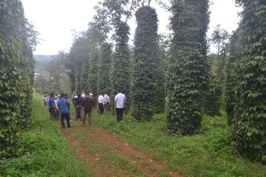 Expanding Value Chains for Key Agricultural Crops