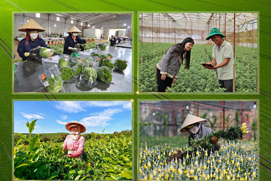 Lam Dong’s Agriculture Proactively Adapts to Rising Input Costs