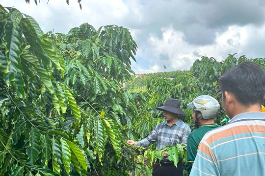 Organic shift boosts Lam Dong coffee exports