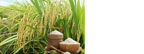 Giá lúa gạo hôm nay 20/5: Giá lúa tươi tăng đến 400 đồng/kg tại Đồng bằng sông Cửu Long