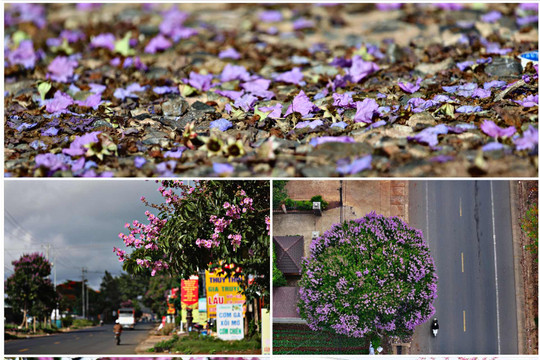 Giant Crape-myrtle Blossoms Color the Road to Da Lat