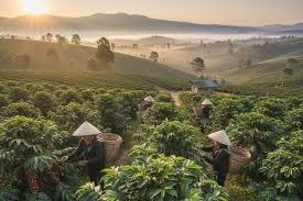 Giá tiêu hôm nay 21/5/2026: Thị trường ổn định, cao nhất 142.000 đồng/kg