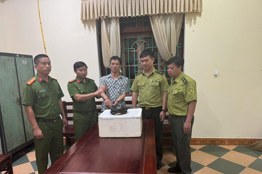 Ninh Bình: Khởi tố đối tượng vận chuyển trái phép rắn hổ chúa quý hiếm