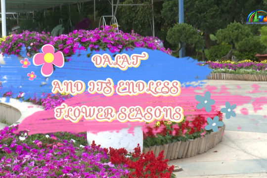 Dalat and its endless flower seasons