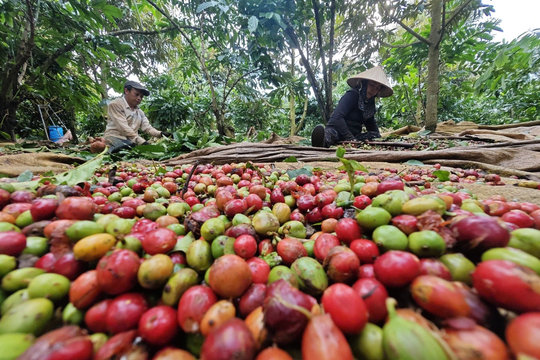 Giá cà phê hôm nay 22/5/2026: G iảm nhẹ 100-200 đồng/kg tại Tây Nguyên