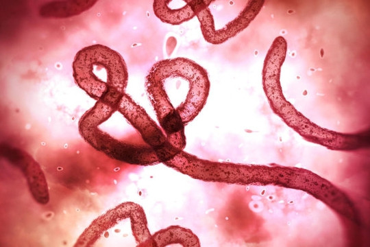 Lâm Đồng chủ động giám sát, phòng, chống bệnh sốt xuất huyết do vi rút Ebola