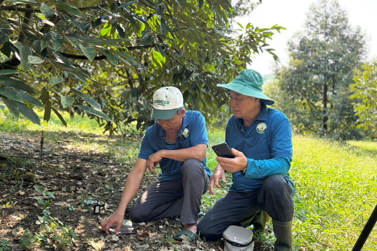 Canh tác sầu riêng bằng công nghệ số