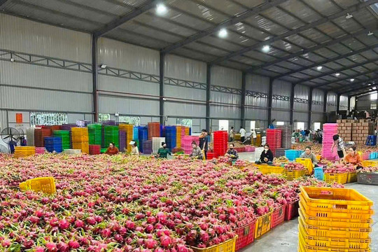 Lam Dong agriculture develops new growth potential