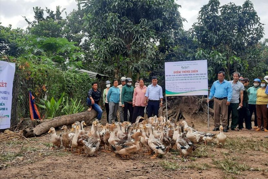 Kinh tế tuần hoàn tạo động lực cho ngành chăn nuôi