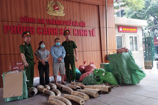 Hà Nội khởi tố đường dây buôn bán ngà voi và gần 70.000 bao thuốc lá lậu