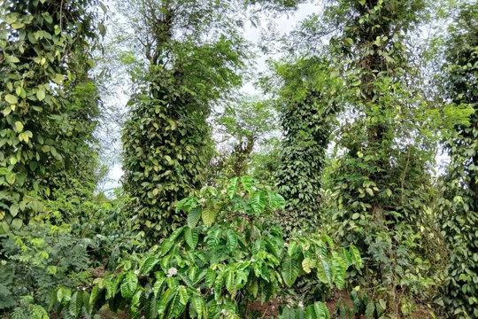 Giá tiêu hôm nay 26/5/2026: Trong nước giảm mạnh 2.000–3.000 đồng/kg, thế giới ổn định
