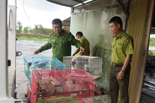Tây Ninh: Phát hiện cơ sở nuôi nhốt gần 300 cá thể chim không rõ nguồn gốc