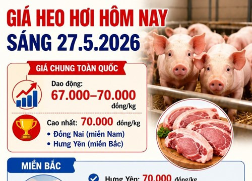 Giá heo hơi ngày 27.05.2026: Hưng Yên và Đồng Nai duy trì mức 70.000 đồng/kg