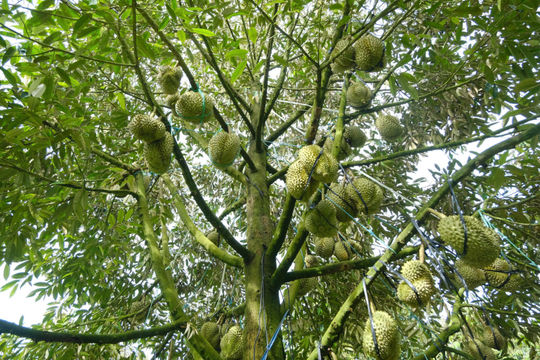 Lam Dong Tightens Management of Durian Growing Area Codes for Export