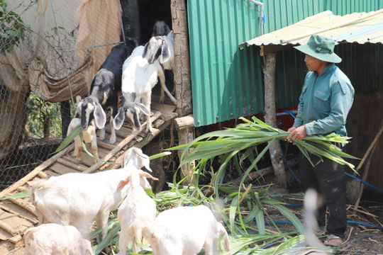 Thêm động lực cho vùng DTTS giảm nghèo bền vững