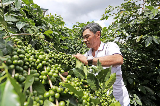 How Can Coffee Move Beyond Raw Exports and Low Prices?