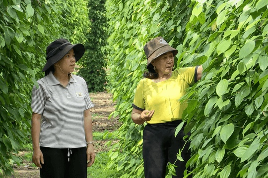 Liên kết sản xuất mở hướng thoát nghèo cho đồng bào vùng khó